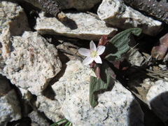 Claytonia peirsonii peirsonii