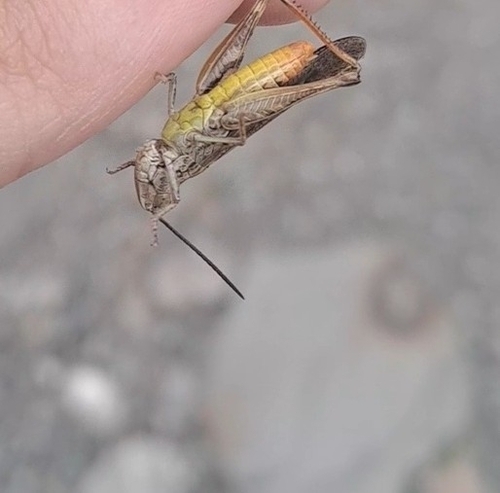 Maritime Grasshopper