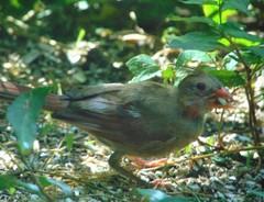 Cardinalis cardinalis