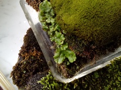Marchantia polymorpha ruderalis
