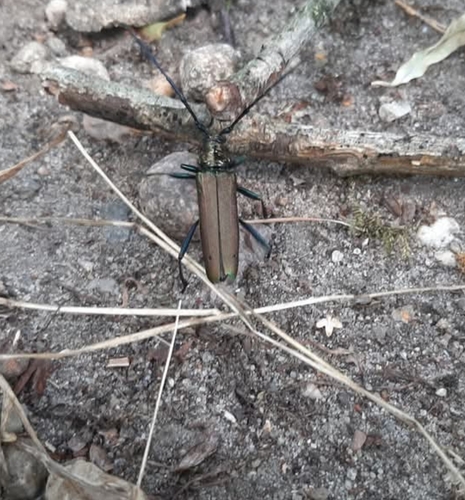 Musk beetle