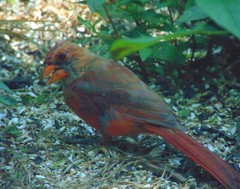Cardinalis cardinalis