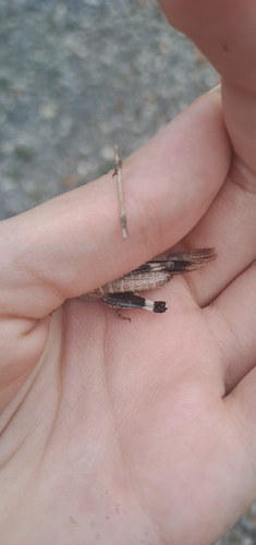 Blue-winged Grasshopper