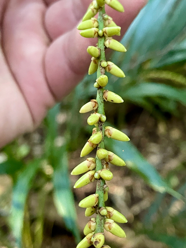 Walking stick palm