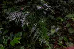 Pteris altissima