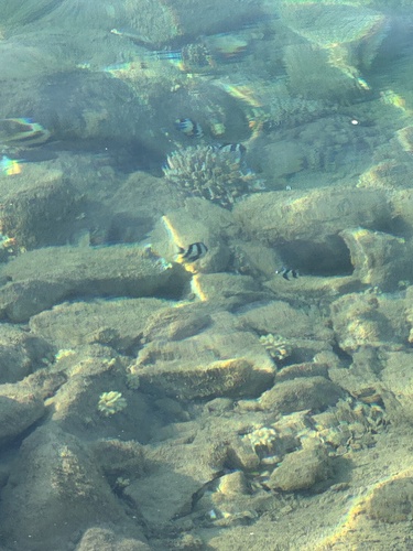 Indian Ocean Humbug