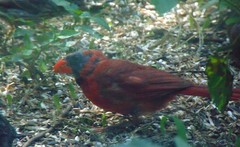Cardinalis cardinalis