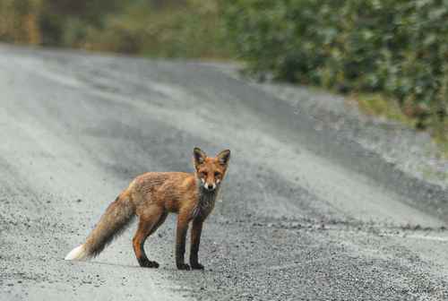 Red Fox