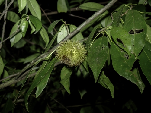 Sloanea sinensis observed 2026-08-29