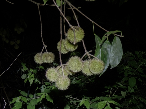 Sloanea sinensis, photograph 1