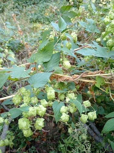 common hops