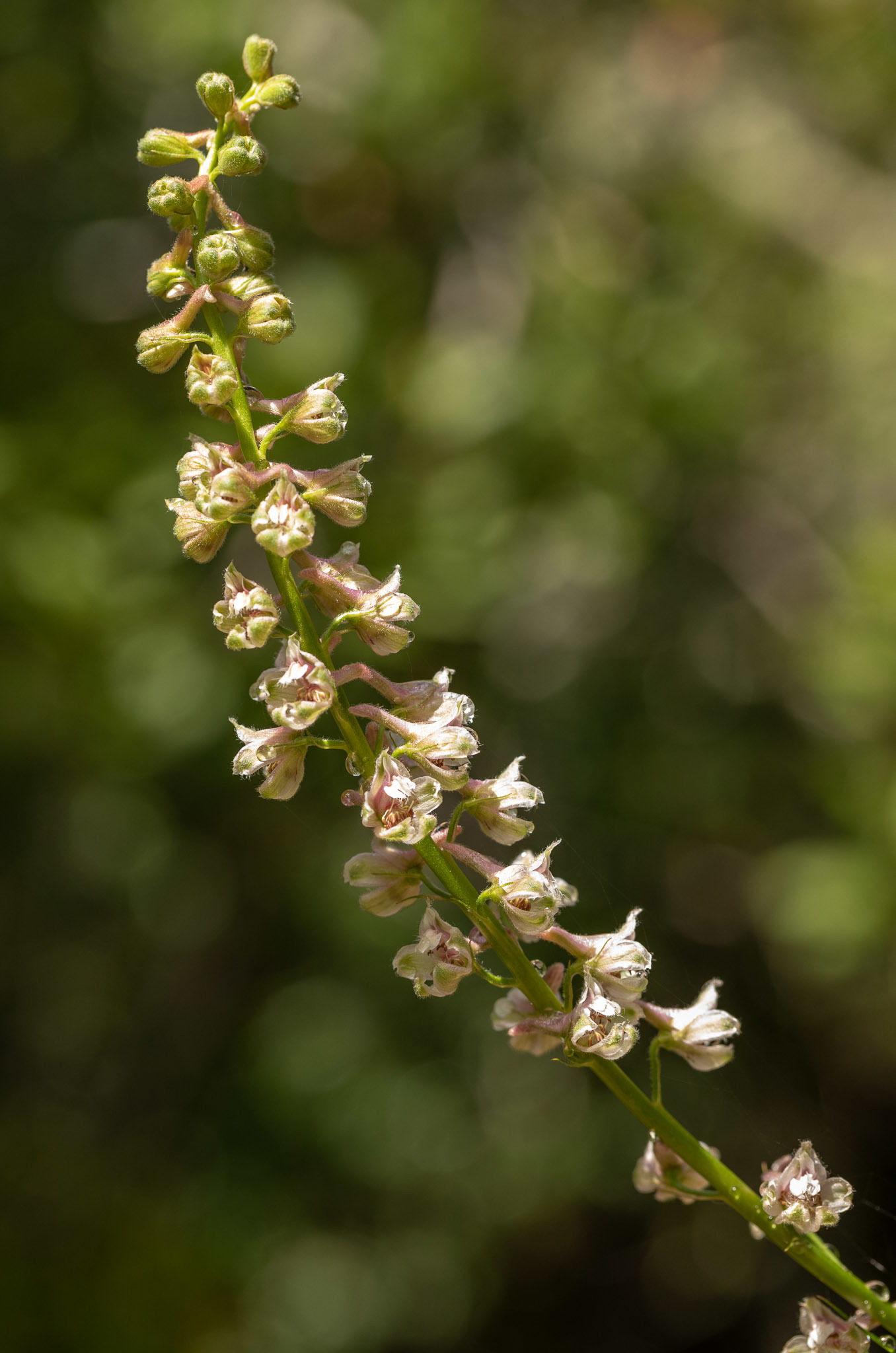 Delphinium californicum