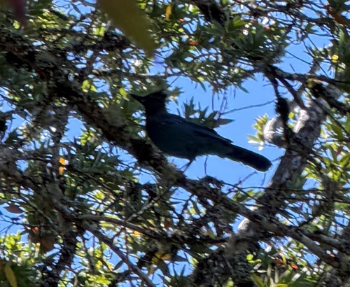 Steller's Jay seen in Sonoma Valley