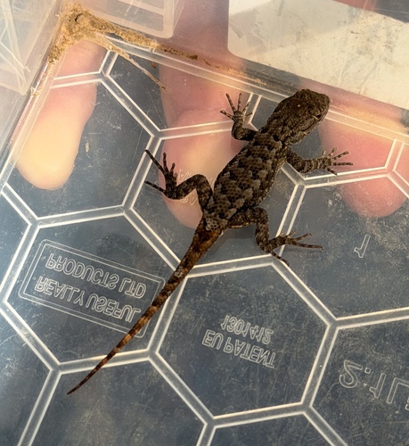 Western Fence Lizard seen in Sonoma Valley