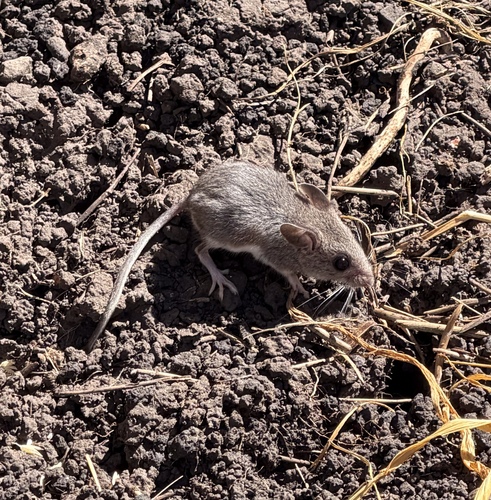 Western Deer Mouse seen in Sonoma Valley