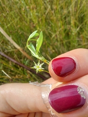 Stellaria alsine