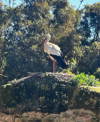 White Stork