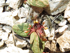 Claytonia peirsonii peirsonii
