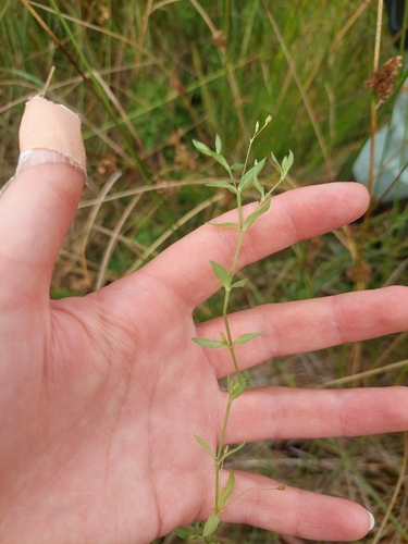 Stellaria alsine, photograph 2