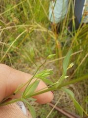 Stellaria alsine, photograph (c) E. Borchert, some rights reserved (CC BY)
