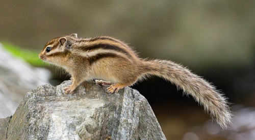 Siberian Chipmunk