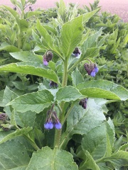 Symphytum officinale