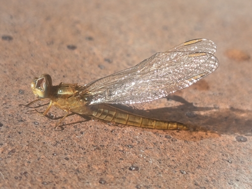 Broad Scarlet