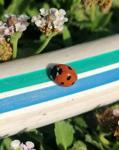 Seven-spotted Lady Beetle