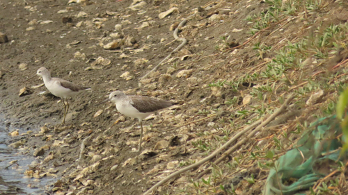iNaturalist image