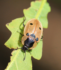 Dendroxena quadrimaculata