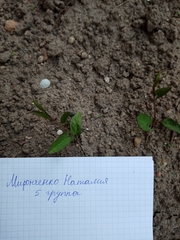 Convolvulus arvensis