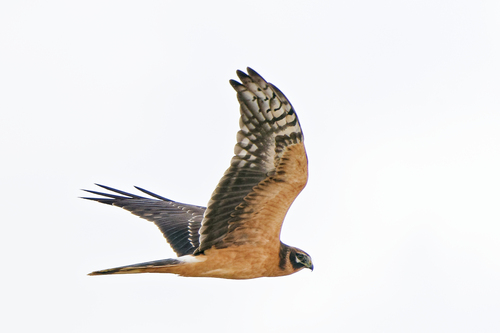Aguilucho papialbo (Circus macrourus)