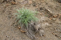 Ptilostemon echinocephalus
