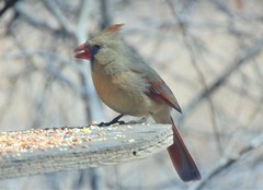 Cardinalis cardinalis