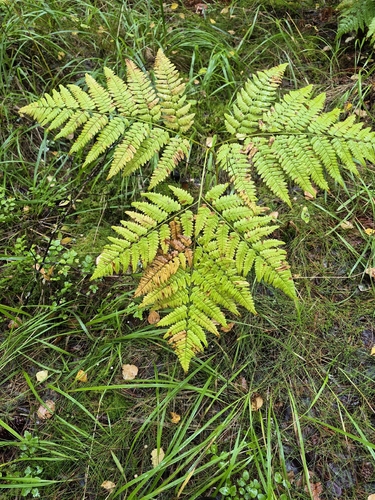 pinewood bracken
