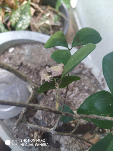 Common Hourglass Tree Frog