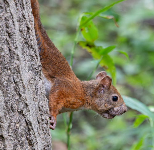 Eurasian Red Squirrel