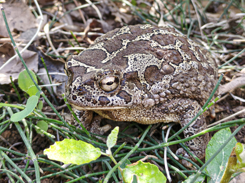 Mauritanian Toad