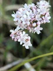 Valeriana dioica