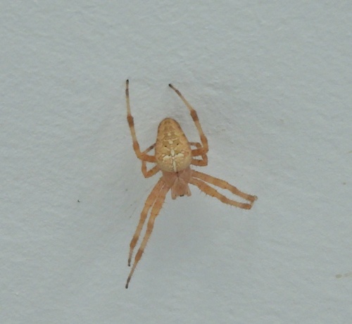 Cross Orbweaver