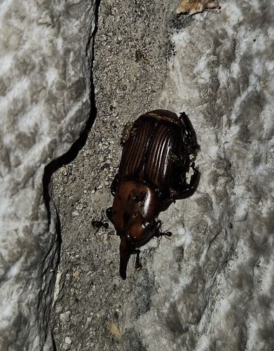 Red Palm Weevil