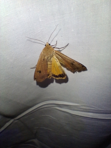 Large Yellow Underwing