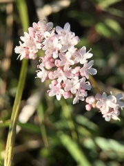Valeriana dioica