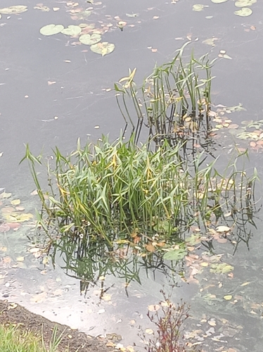 Наблюдение на iNaturalist