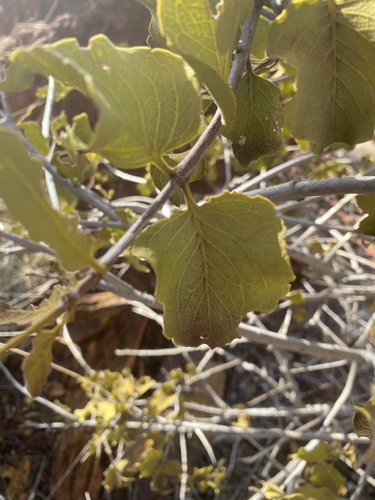 Psydrax latifolius, 2026-08-29