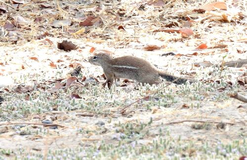 Striped Ground Squirrel
