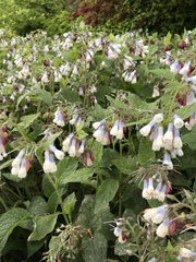 Symphytum × hidcotense