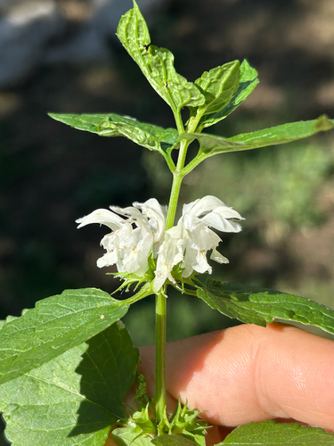 White deadnettle