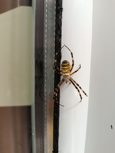 Wasp Spider