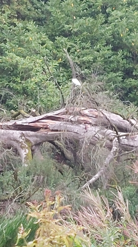 Little Egret